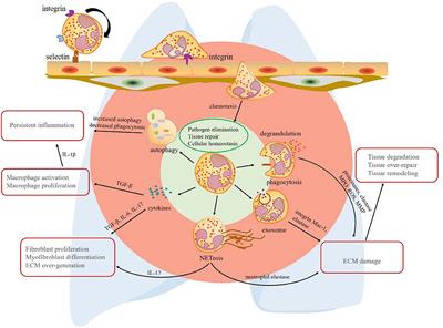 Neutrophils Modulate Fibrogenesis in Chronic Pulmonary Diseases